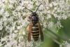 Dolichovespula sp.